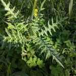 Galactites tomentosusLeaf