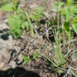 Sisyrinchium albidum Floare