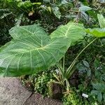 Colocasia gigantea Habit