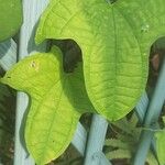 Dioscorea sansibarensis Lehti