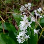 Clintonia udensis Blomst