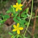 Hypericum humifusum 花