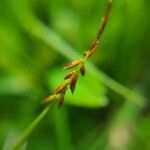 Carex pulicaris Blomma