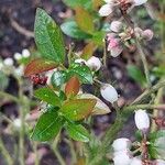 Vaccinium angustifolium Листок