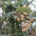 Sorbus koehneana Leaf