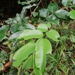 Pterocarpus soyauxii Levél