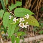 Persicaria chinensis Flower