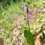 Orchis patens Kvet