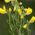 Cytisus fontanesii Other