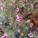 Leptospermum scoparium Květ