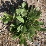 Grindelia hirsutula Costuma