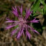 Centaurea jordaniana 花