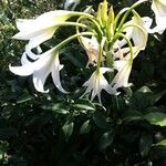 Crinum latifolium Květ