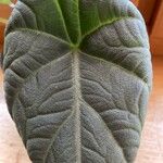 Alocasia baginda Levél