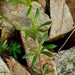 Galium anisophyllon Liść