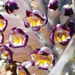 Cistanche violacea Λουλούδι
