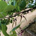 Cercis occidentalis Fruitua