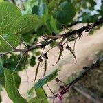 Cercis occidentalis Fruit