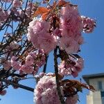 Prunus serrulataFlower