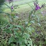 Vernonia noveboracensis Habit