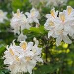 Rhododendron arborescens Flower