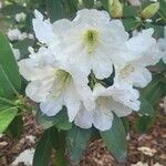 Rhododendron decorum Flor