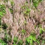 Anisantha tectorum 花