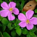 Dissotis rotundifolia Квітка