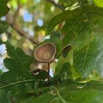 Quercus robur Mbuma