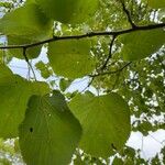 Tilia americanaFuelha