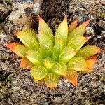 Haworthia turgida Leaf
