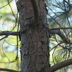 Pinus massoniana बार्क (छाल)