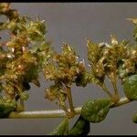 Calyptridium monandrum Blomst