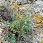 Sanguisorba verrucosa Buveinė