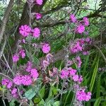 Silene dioica 花