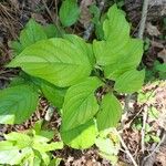 Cornus rugosa Feuille