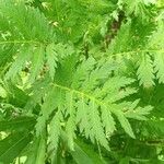 Tanacetum macrophyllum Leaf