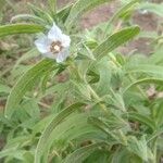 Trichodesma indicum Flower