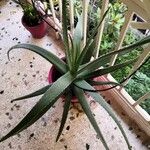 Aloe veraЛисток