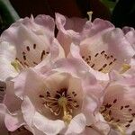 Rhododendron arizelum Flower