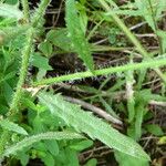 Mantisalca salmantica Hoja