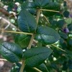 Rhaphithamnus spinosus Hoja
