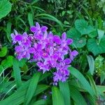 Spathoglottis unguiculata Flower