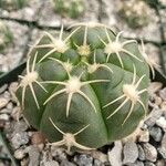 Gymnocalycium denudatum Fuelha