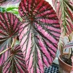 Begonia brevirimosa Leaf