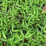 Microstegium vimineum Leaf