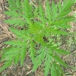 Ambrosia artemisiifolia Leaf