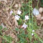 Verbena officinalis Fula