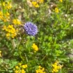 Globularia bisnagarica Fiore