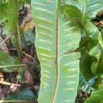 Asplenium scolopendrium Feuille